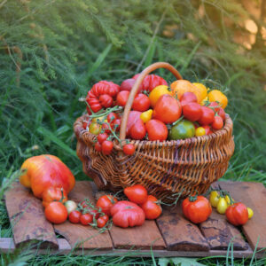 tomates-alicantinos-rellenos